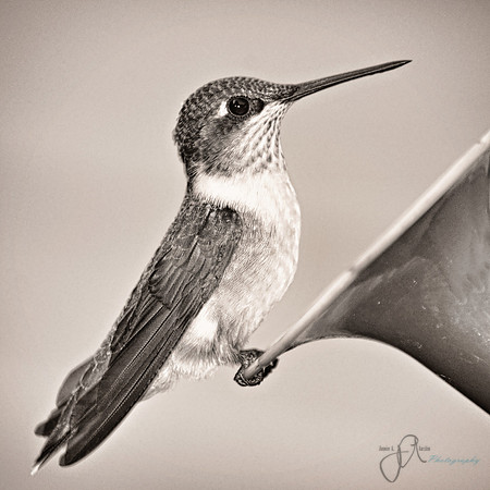 Hummingbird Portrait