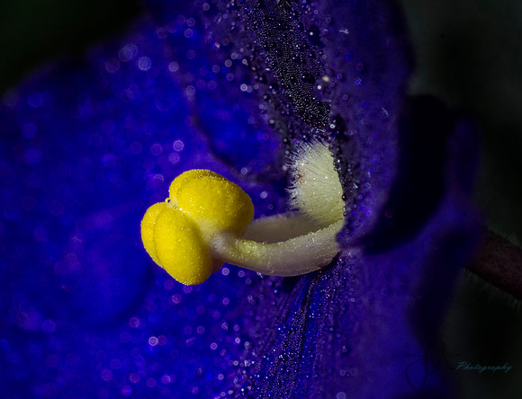 African Violet