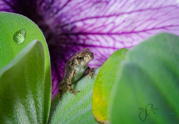 Froglet