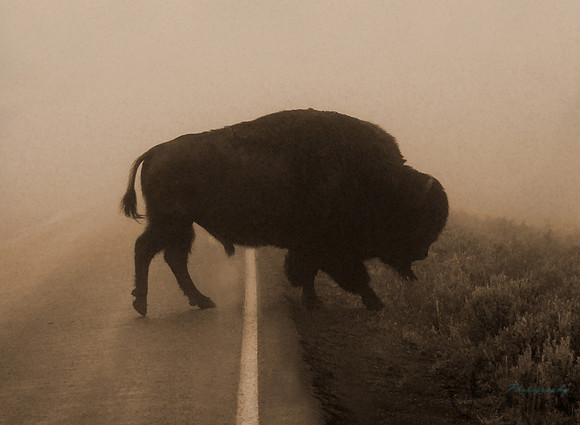 Buffalo in the Mist